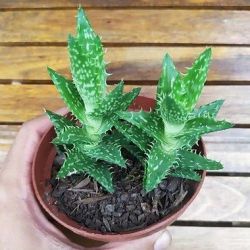 Aloe juvena (vaso9 - 2 mudas)