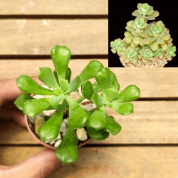 Graptopetalum fruticosum (vaso7)