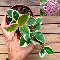 Hoya carnosa variegata (vaso 11)