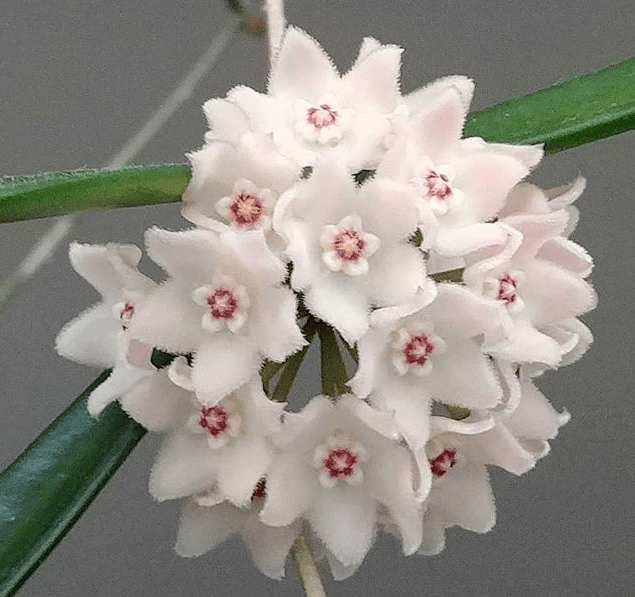 Hoya sheperdii (vaso 11) Imagem