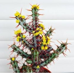 Euphorbia aeruginosa (vaso9)