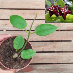 Hoya ciliata (50cm)