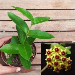 Hoya densifolia (vaso11)