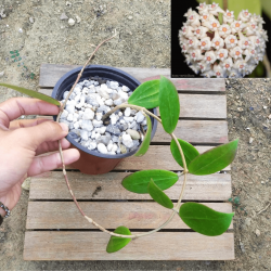 Hoya verticillata (vaso15)