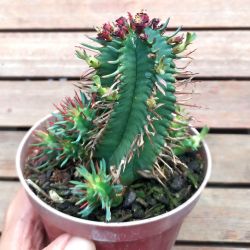 Euphorbia pulvinata (vaso11)