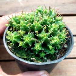Euphorbia submammillaris f. pfersdorfii (vaso9)
