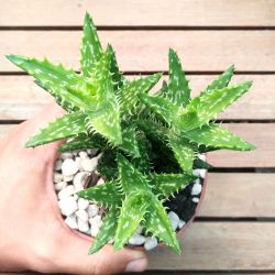 Aloe juvena (colônia -  vaso11)