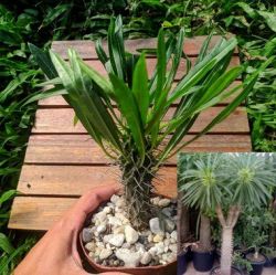 Pachypodium lamerei (palmeira de Madagascar - vaso11)