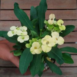 Euphorbia milii Amarela (planta compacta flor grande - vaso11)