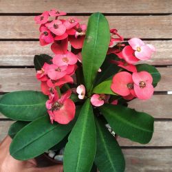 Euphorbia milii Vermelha (planta compacta flor grande - vaso11)