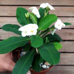Euphorbia milii Branca (planta compacta flor grande - vaso11)