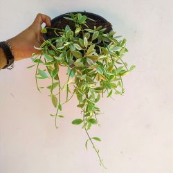Dischidia oiantha variegata (cuia21)