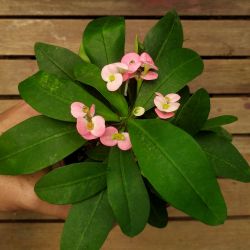 Euphorbia milii Rosa (planta compacta flor grande - vaso11)