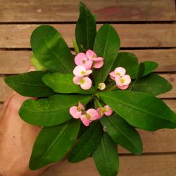 Euphorbia milii Rosa (planta compacta flor grande - vaso11)