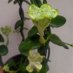 Ceropegia sandersonii ( planta paraquedas - vaso15)