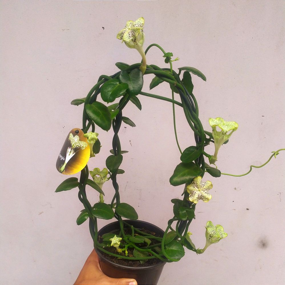 Ceropegia sandersonii ( planta paraquedas - vaso15) Imagem