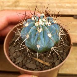 Melocactus azureus (coroa de frade azul - vaso7)