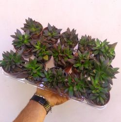 Kit Echeveria affinis 