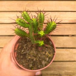 Euphorbia enopla (vaso11)