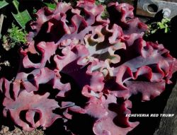 Echeveria gibbiflora híbrida 'Red Trump' x 'Mauna' (fica gigante - vaso11)