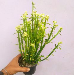 Euphorbia pteroneura (vaso11)