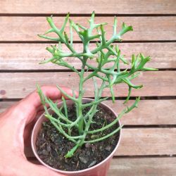 Euphorbia stenoclada (vaso11)