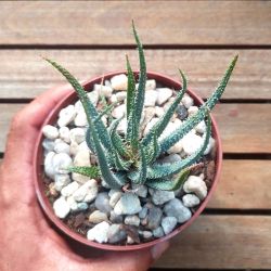 Aloe humilis (vaso11)