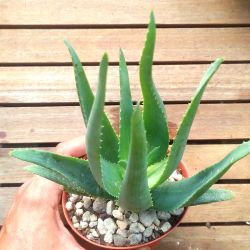 Aloe chabaudii (vaso11)
