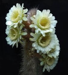 Thrixanthocereus blossfeldiorum (vaso7)