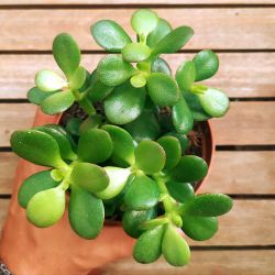 Crassula ovata Minor (mini Jade - vaso11)
