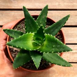 Aloe perfoliata (vaso11)