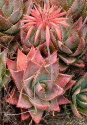 Aloe perfoliata (vaso11)