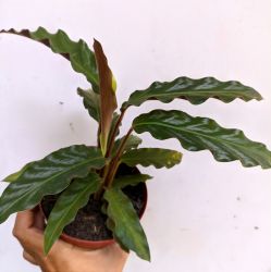Maranta Peluda - Calathea rufibarba (vaso15)