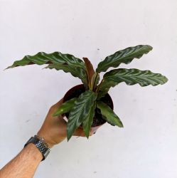 Maranta Peluda - Calathea rufibarba (vaso15)