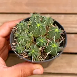 Euphorbia pulvinata (vaso9)