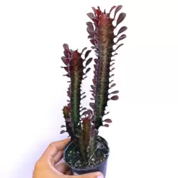 Euphorbia trigona v. Rubra (vaso11)