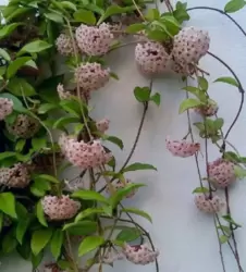 Hoya carnosa (Flor de cera - cuia13)