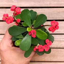Euphorbia milii Vermelha mini (planta compacta - vaso9)