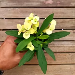 Euphorbia milii Amarela  (planta compacta flor grande - vaso9)
