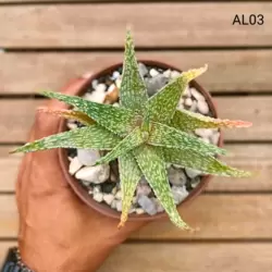 Aloe Híbrida 03 (vaso11)