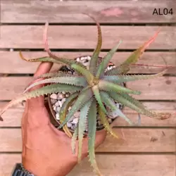 Aloe Híbrida 04 (vaso11)