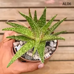 Aloe Híbrida 06 (vaso11)