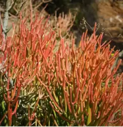 Euphorbia tirucalli 'Sticks on Fire' (Palito de fogo - vaso11)