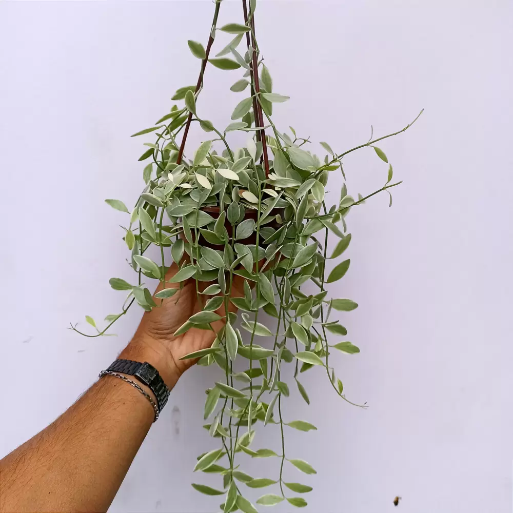 Dischidia oiantha variegata (cuia13) Imagem