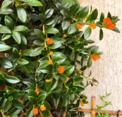 Columeia peixinho laranja (nematanthus wettsteinii - vaso11)