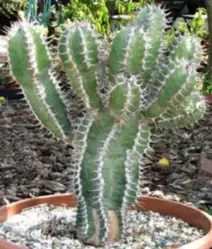 Euphorbia virosa (vaso11)