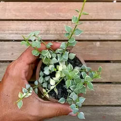 Dischidia ruscifolia variegata (vaso9)